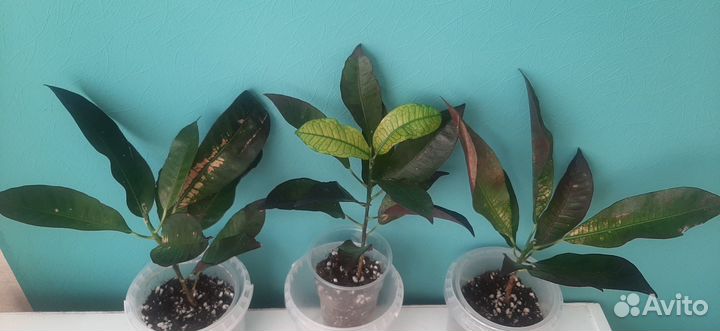 Кротон Миссис Айстон