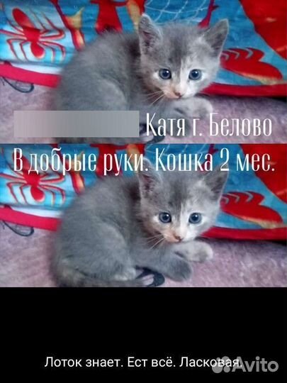 Кошка