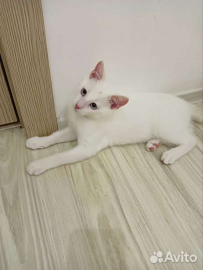 Котенок в добрые руки