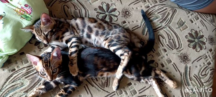 Бенгальская кошечка