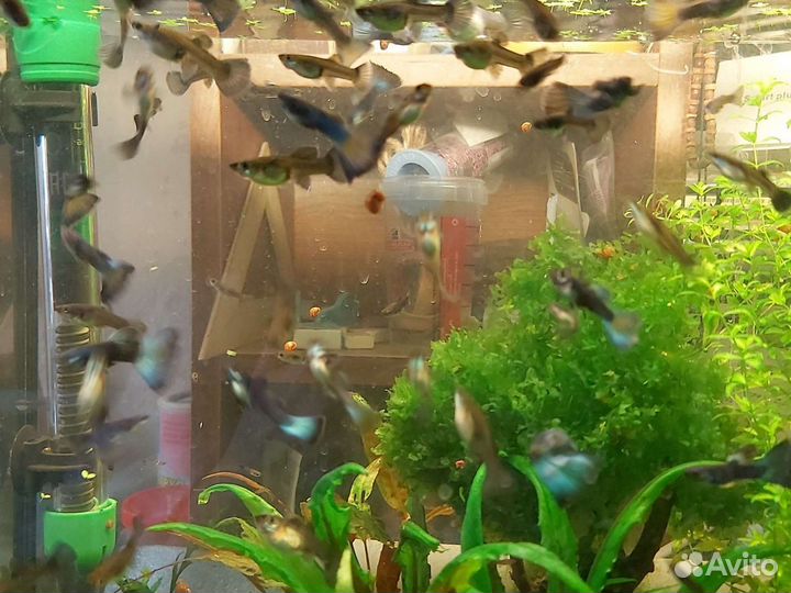 Аквариумные рыбки гуппи