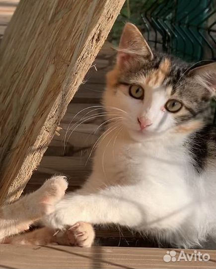 Пушистая трехцветная красавица