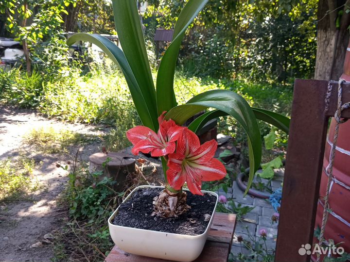 Гиппиаструм