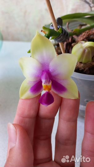 Видовая ароматная орхидея Phalaenopsis bellina