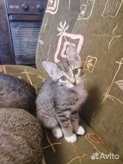 Котёнок, в добрые руки