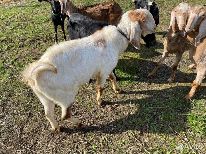 Козье молоко, творог, сыр