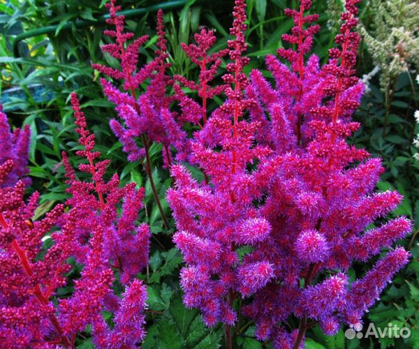 Многолетние цветы для дачи