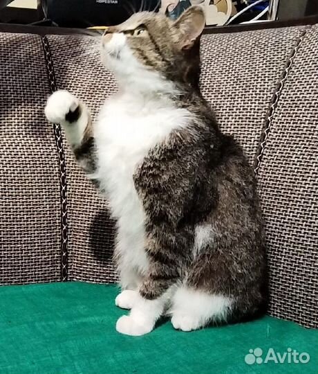 Милая кошечка