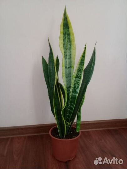 Сансевиерия большая