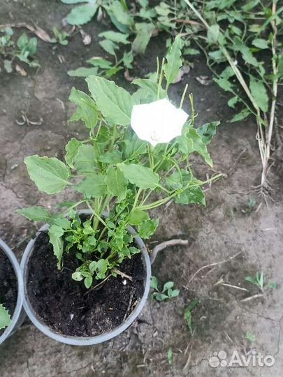 Колокольчик карпатский