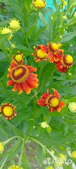 Гелениум, флоксы (многолетники)