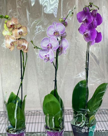 Орхидеи на 1 цветонос