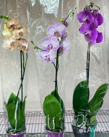 Орхидеи на 1 цветонос
