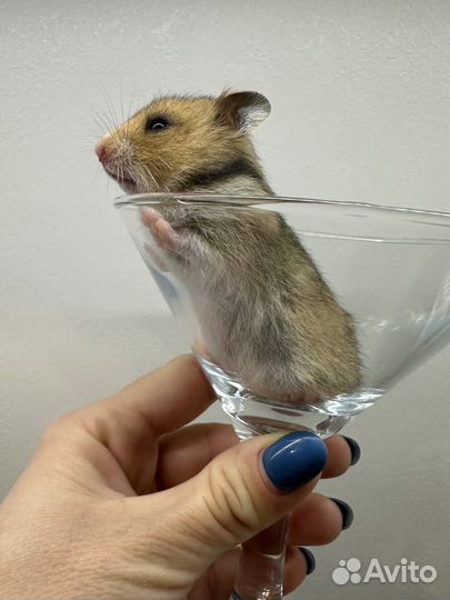 Хомяк осталось 3 малыша