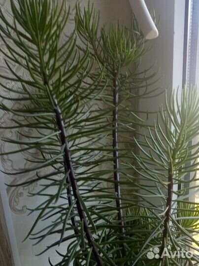 Суккулент синецио