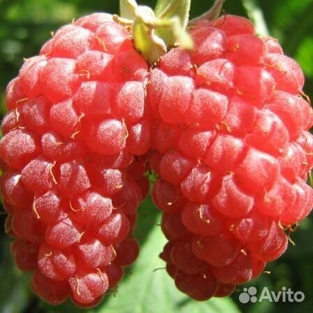 Саженцы малины