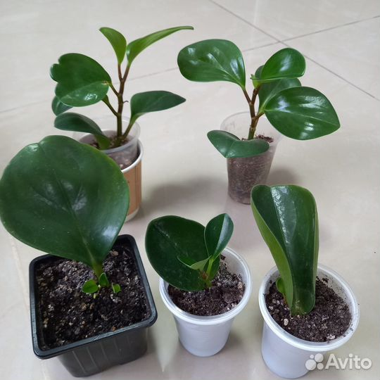 Комнатные растения цветы