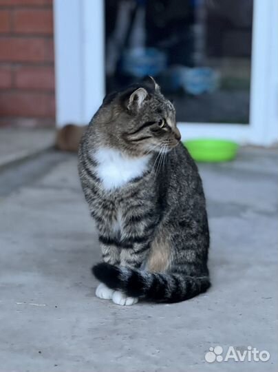 Серая кошка