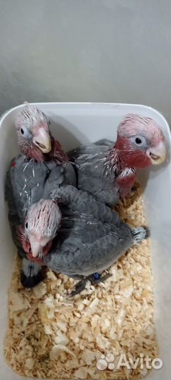 Розовые какаду