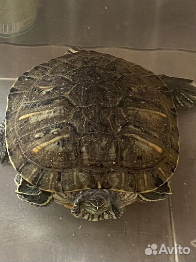 Черепаха бесплатно