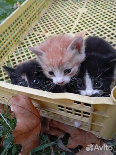 Котята в добрые руки