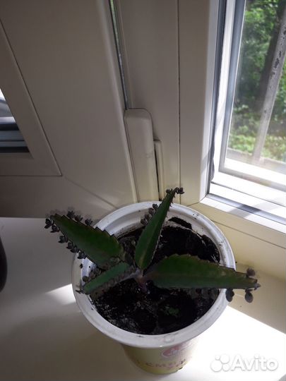 Каланхоэ лечебное