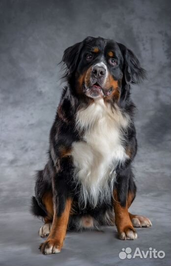 Фотограф анималист