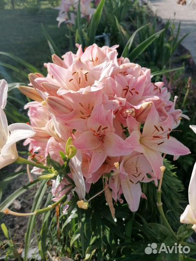 Лилия Марлен