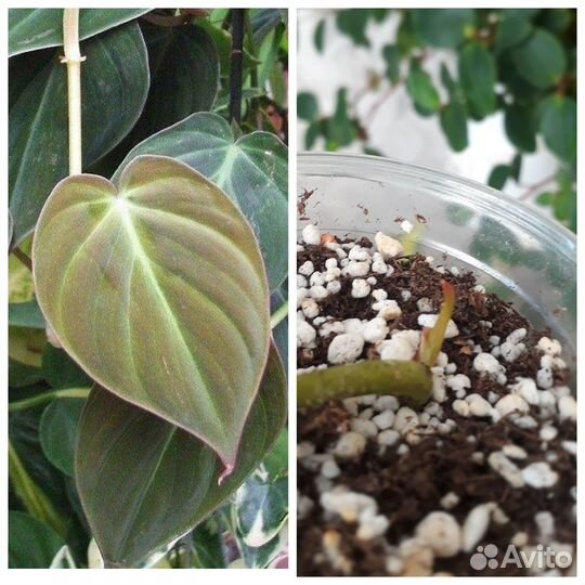 Разные малыши