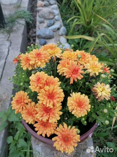 Хризантемы мультифлора