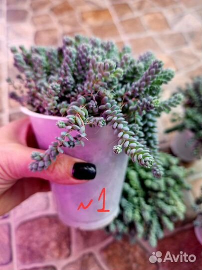 Sedum dasyphyllum major