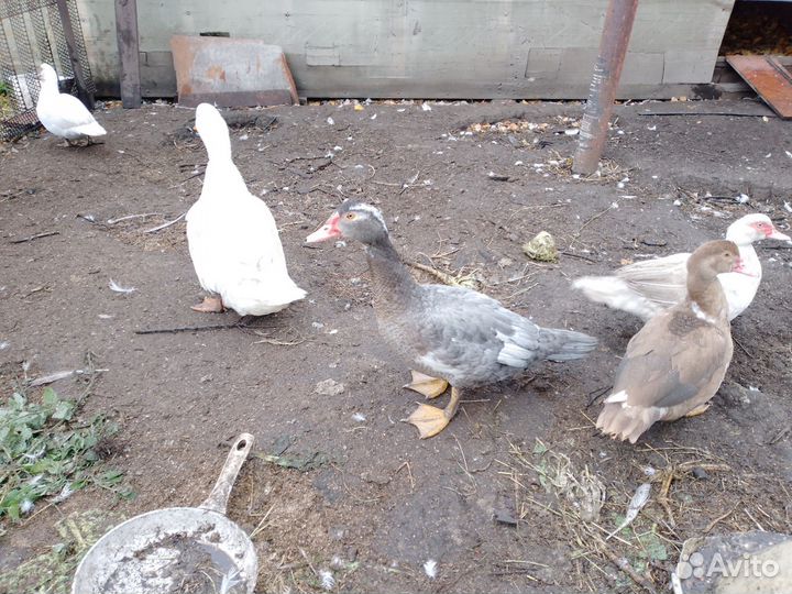 Селезне индоутки