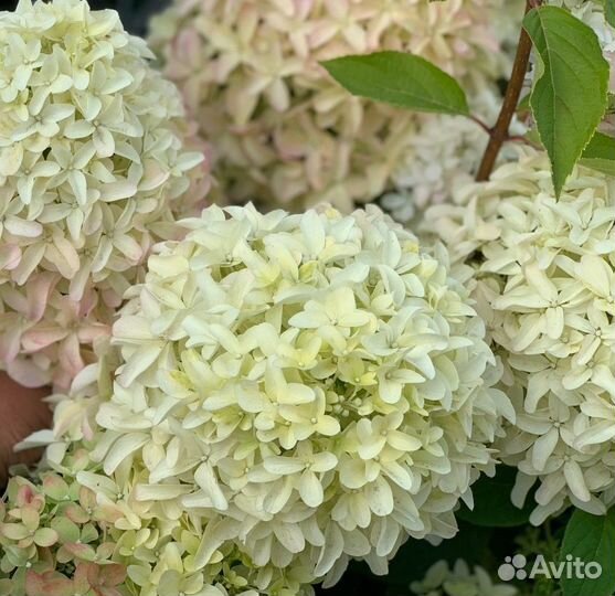 Гортензия Magical Lime Sparkle