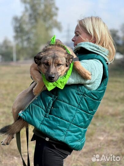 Молодая собака в поисках семьи