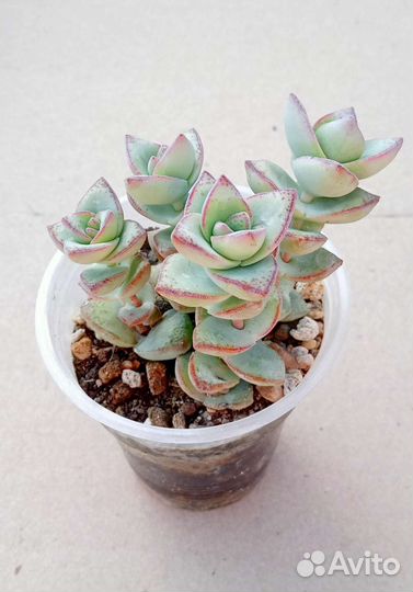 Суккуленты 1