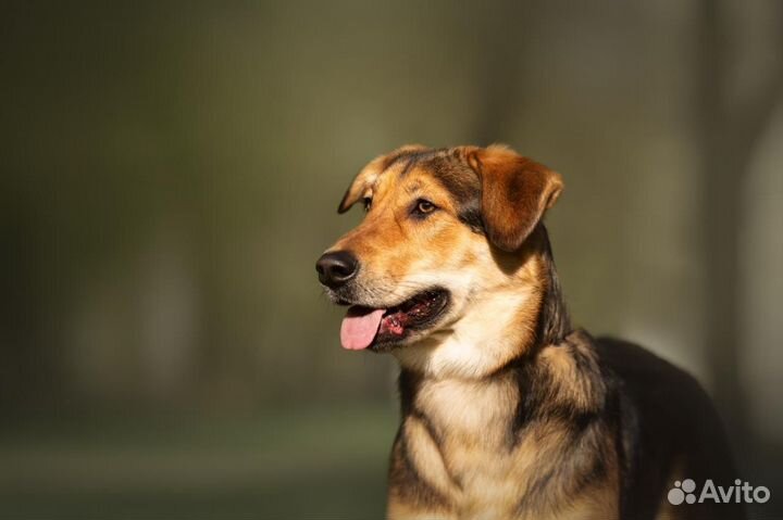 Афина-добрая, семейная собака ищет дом