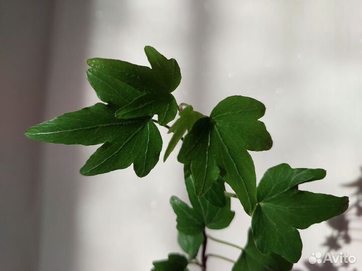 Плющ/Хедера