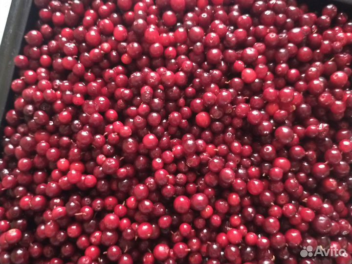 Брусника, Черника