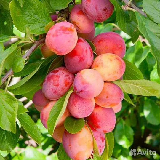 Саженцы вишни,сливы