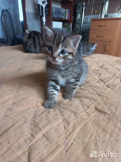 Европейская кошка
