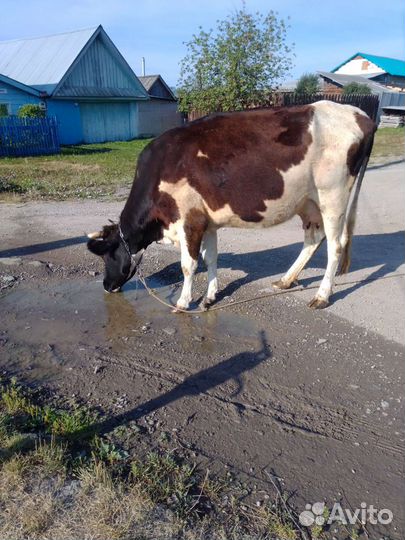 Корова дойная