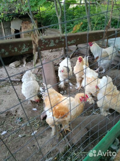 Петух порода брама