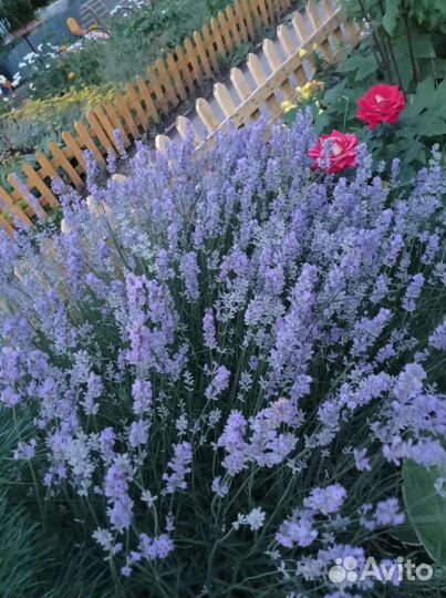 Лаванда узколистная