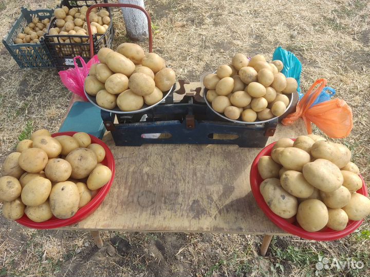 Продам картофель домашний