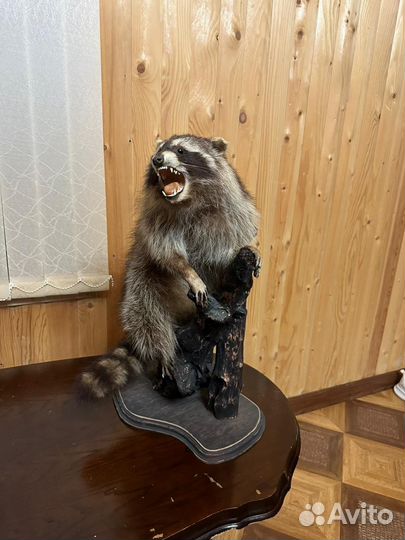 Шкура енота