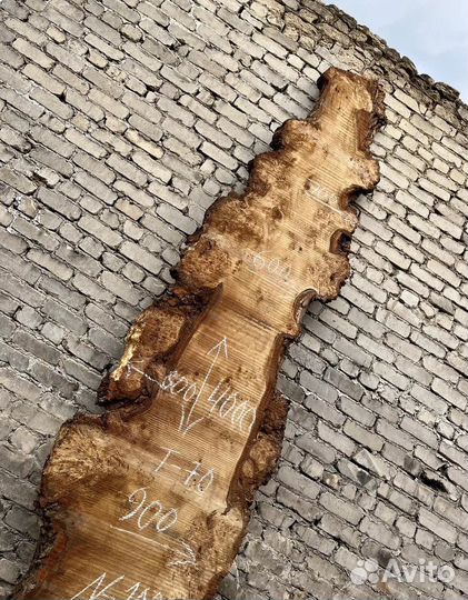 Слэб гигант капового горного тополя