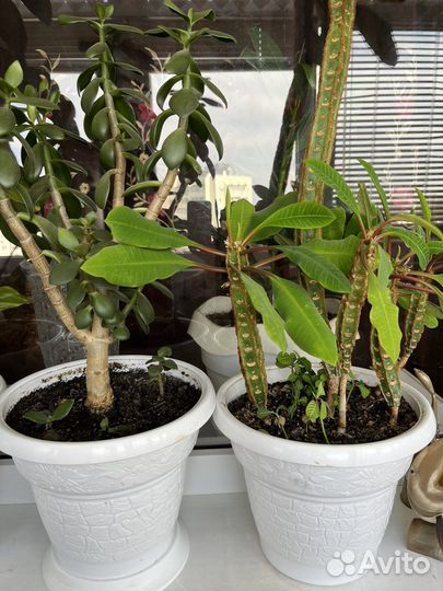 Комнатные цветы, отростки