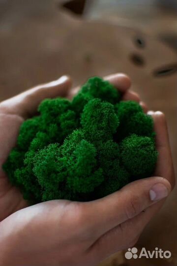 Стабилизированный мох ягель премиум