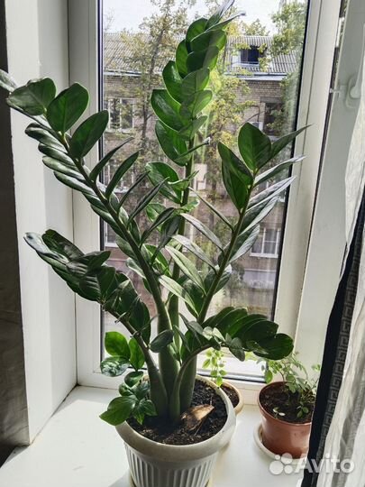 Замиокулькас