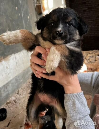 Собака в добрые руки